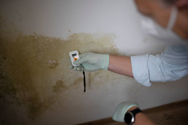 Best Mold Testing and Inspection Services in Farmingdale, NJ
